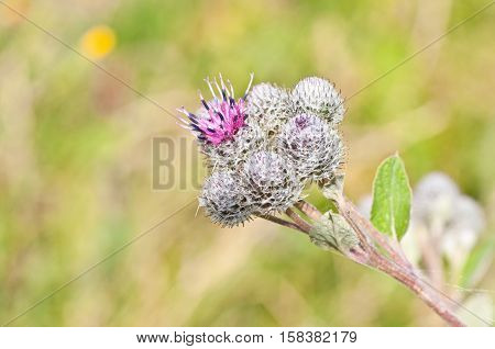 Flowering Great Burdock on field (Arctium lappa)
