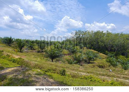 the palm oil plantation view with blue cloudy sky as background.