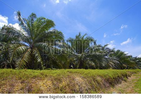 the palm oil plantation view with blue cloudy sky as background.