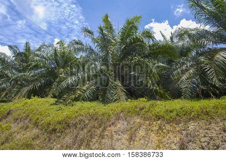 the palm oil plantation view with blue cloudy sky as background.