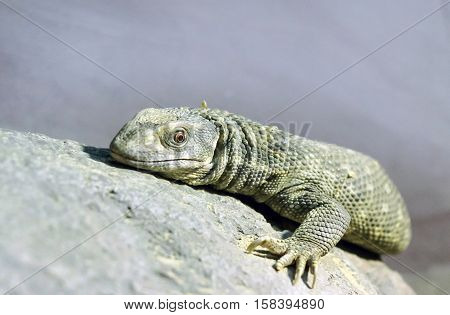 a big green lizard climbing on rock