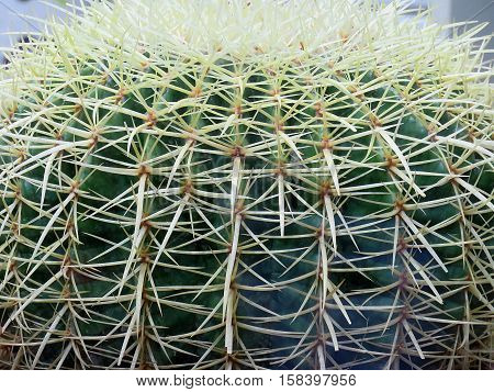 Cactus, a beautiful and so harsh plant.