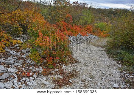 Autumn colours on display in the Carso karst limestone area of Friuli near Aurisina in north east Italy.