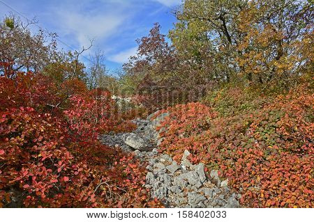 Autumn colours on display in the Carso karst limestone area of Friuli near Aurisina in north east Italy.