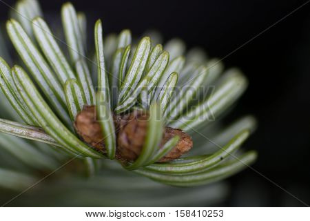 Nordmann fir close-up green-white shoots on young tree