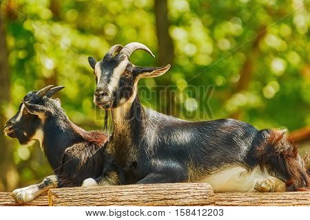 Goats On Stack Of Wood