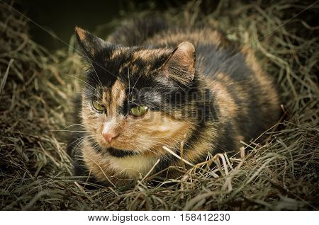 Cat In The Hay
