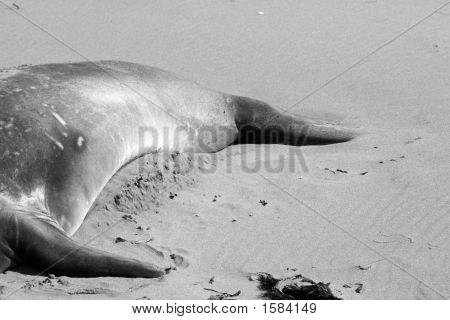Éléphant de mer 