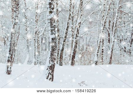 Frosty winter landscape in snowy forest. Pine branches covered with snow in cold winter weather. Christmas background with fir trees and blurred background of winter.