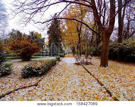 Snow in park with many deciduous trees after autumn during winter