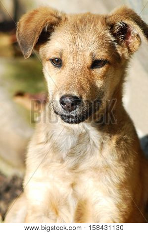 Image of little cute puppy close up