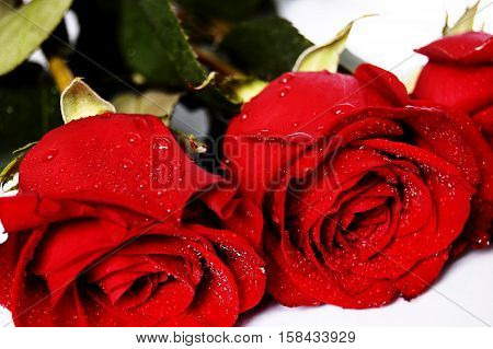 Red Roses On A White Background