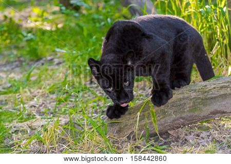 Black jaguar Panthera onca cub in a forest