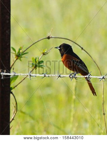 Orchard Oriole sitting on wire fence singing