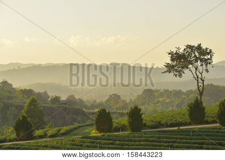 beautiful greenary view of mountain and tea plantation in sunshine.