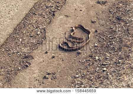 Brown snake wild long legless reptile with scaly skin crawls on asphalt road