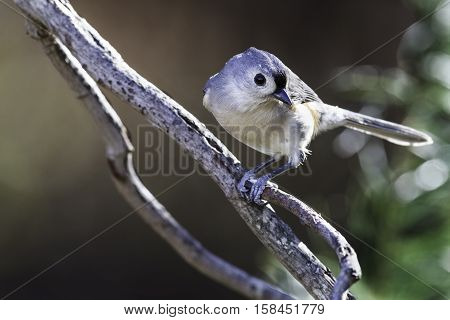 Tufted Titmouse posed coyly on tree branch