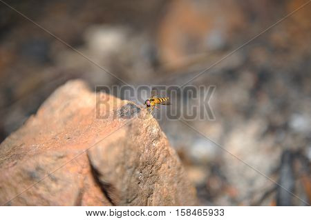 frozen moment of hover fly in flight background