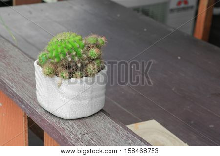Cactus in pot natural beautiful slelect focus with shallow depth and copy space