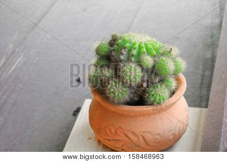Cactus in pot natural beautiful slelect focus with shallow depth and copy space