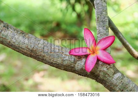 plumeria flower pink selective focus or desert rose beautiful on the tree ( Common name Apocynaceae Frangipani PagodaTemple )