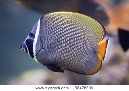 Red-tailed butterflyfish (Chaetodon collare), also known as the Pakistani butterflyfish. 