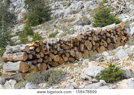 Firewood.