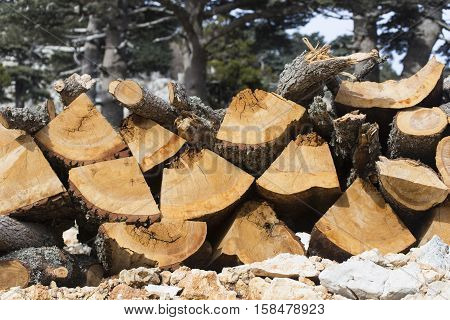 Firewood.