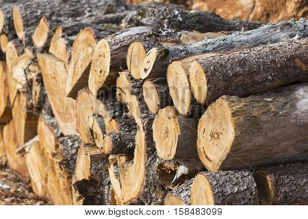 Firewood.