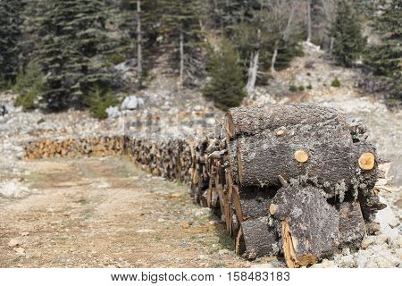 Firewood.