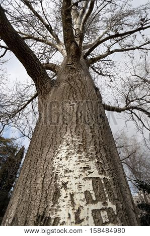 Poplar tree in winter. Trunk and branches of White Poplar (Populus alba) in winter. Photo taken in Retiro Park Madrid Spain