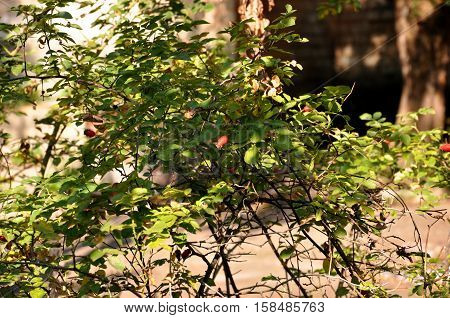 Green bush of red sweetbrier in the garden