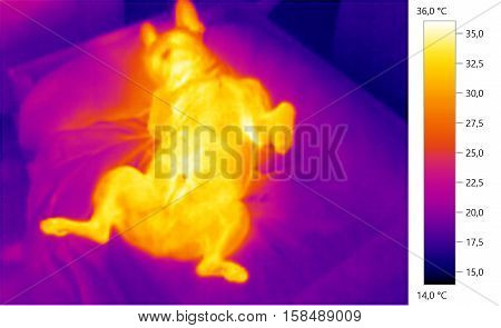 Thermal image photo french bulldog dog color scale