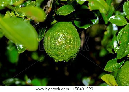 Kaffir Lime Gardening, Kaffir Lime Fruits With Water Drop On Tree.