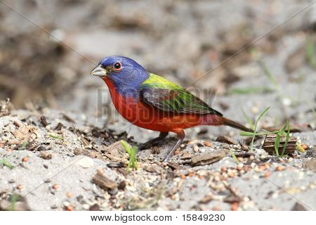 Malované Bunting (passerina Ciris)