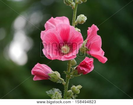 Magenta flowers against grean foliage. Bokeh reflexes. horizonal shot