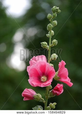 Magenta flowers against grean foliage. Bokeh reflexes. Vertical shot