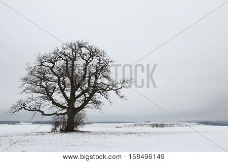 Winter landscape with two oak trees .