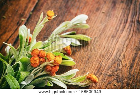 Fresh Helichrysum Twig On Wooden Background