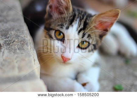 beautiful tiger cat lying sets the target