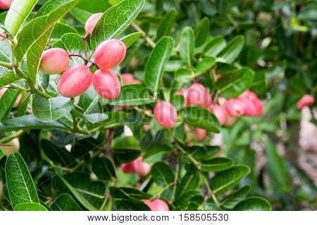 Karanda or Carunda or Christ ' s Thom fruit background