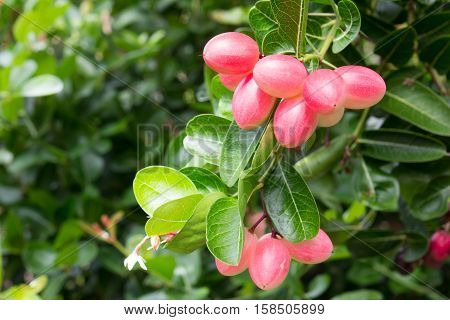 Karanda or Carunda or Christ ' s Thom fruit background