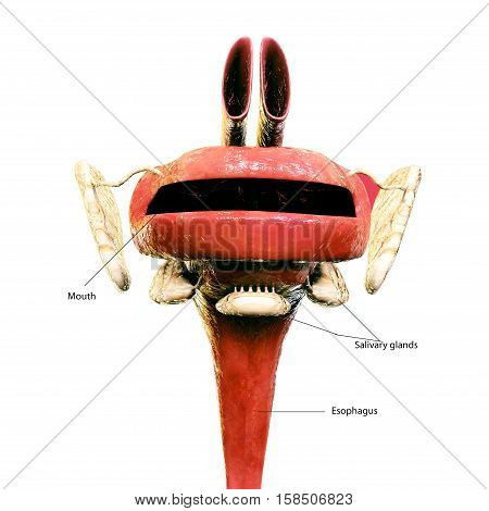 3D illustration human body digestive system.human body part.