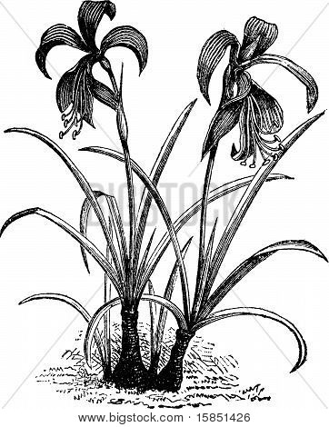 ซันซี ลิลลี่ Belladonna หรือแกะสลักเปลือยผู้หญิงดอกไม้วินเทจ