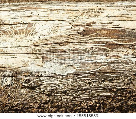 Bark beetle galleries engraving the sapwood of the tree trunk. Wooden texture.