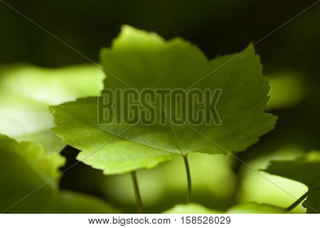 green leaf maple (Acer rubrum) on blurred background