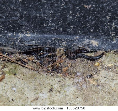 Mating Millipede. Millipede - Centipedes Black With Strong Armor