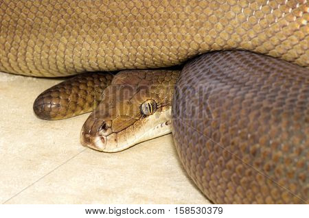 Large brown Python curled up and watching