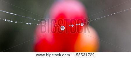 picture of a The spider web with dew drops. Abstract background