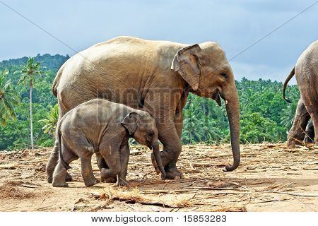 Rodina Elefant v otevřeném prostoru